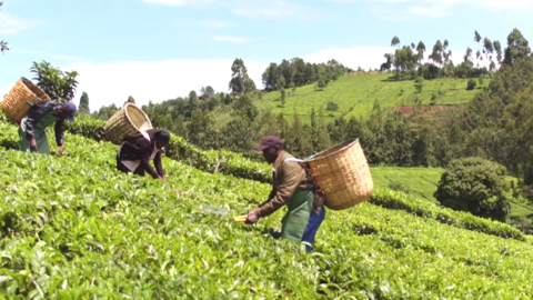 Tea pickers