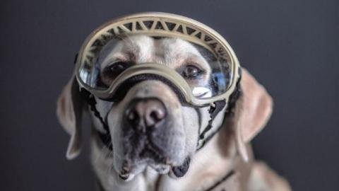 Frida, a Mexican Navy rescue dog, photographed by Santiago Arau