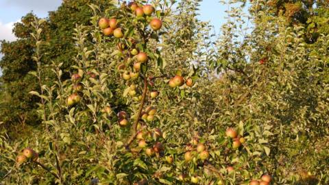 apple trees