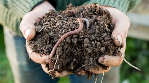 Hands holding soil with earthworms in
