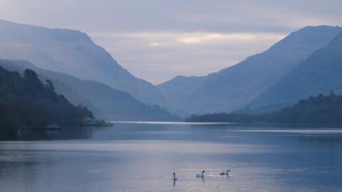 Elyrch ar lyn Padarn