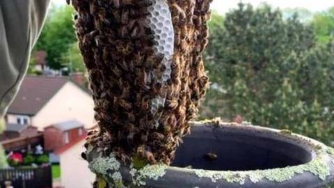 Bees being removed from a chimney