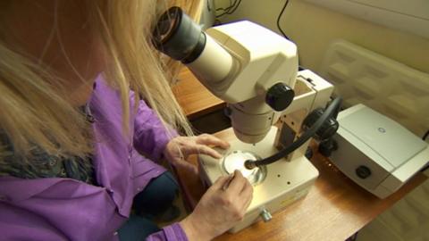 Researcher examining microplastics