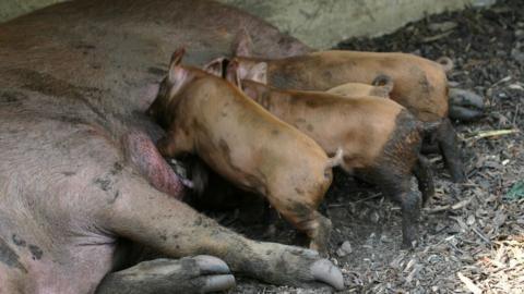 A pig feeds her piglets in the shade