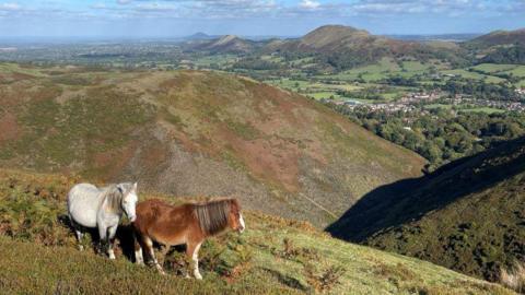 A view of the Shropshire Hills showing two horses in the forefront. The hills roll up and down, mainly covered in green vegetation.