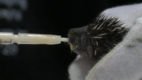 Baby hedgehog being fed