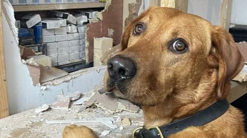 One of the sniffer dogs by the fake wall in Telford and Wrekin