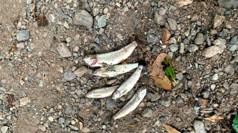 Anglers said a significant stretch of the river near Desertmartin had been affected