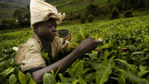 A young tea picker in Rwanda