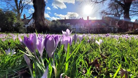 Purple crocuses in the grass with blue sky and sunshine over a row of buldings