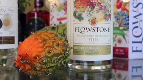 Flowstone gin bottle and wild cucumber