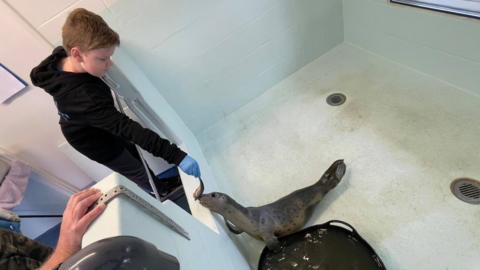 Oliver feeding a herring to one of the seals