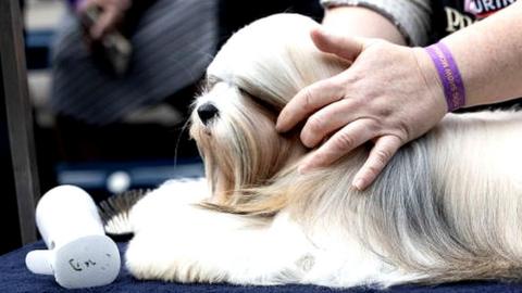 Dog being groomed at Westminster Dog Show 2024