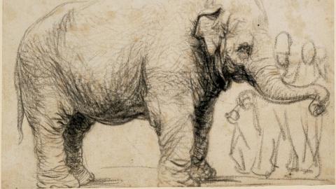 Rembrandt's Asian elephant, c 1637, black chalk and charcoal