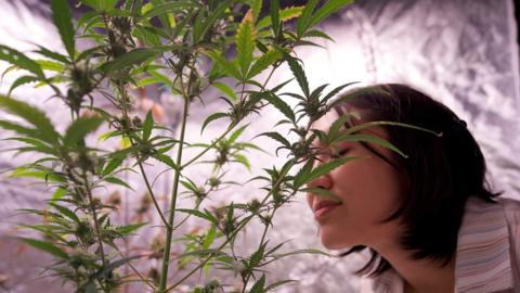 Amanda - cannabis grower