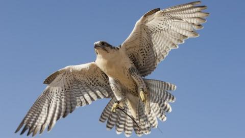 Peregrine falcon