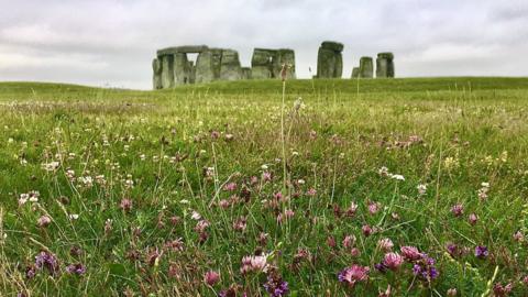 Wildflowers growing by Stonehenge
