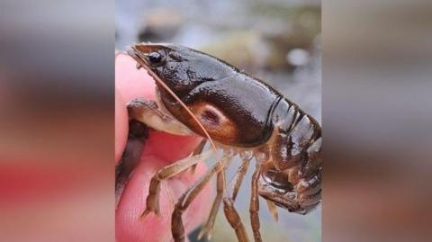 A brown crayfish which has an orange spot in the centre of its body.