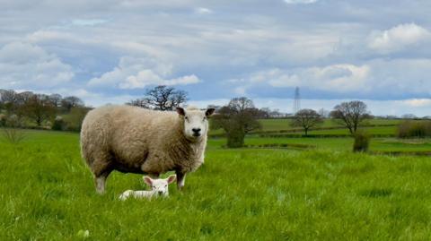 Sheep and lamb