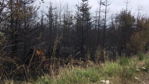 Fire at Tully Forest, County Fermanagh