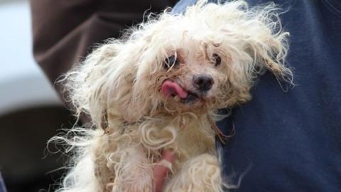 One of the matted dogs found at the puppy farm