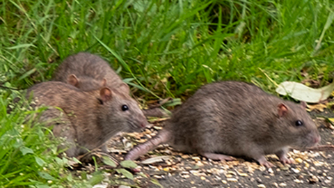 Rats eating at Brickfield Pond, Rhyl
