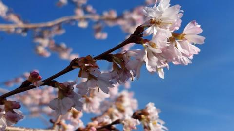 Light pink blossom against a strong blue coloured sky
