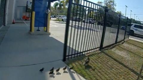 Duck crossings