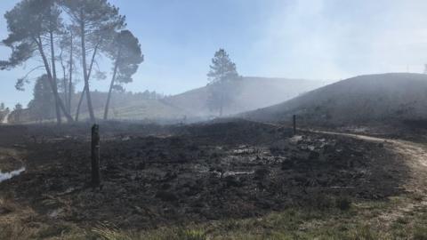 Fire damage at Wareham Forest