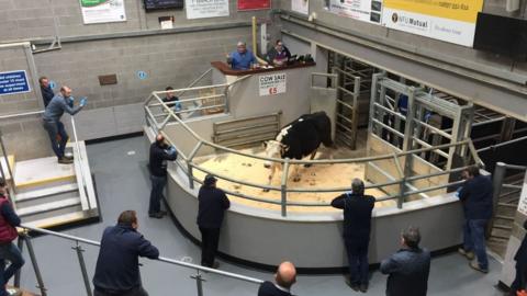 A cow in a pen in an indoor venue being looked at by a number of spectators