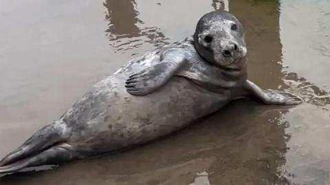 Picture of seal laying at a lake