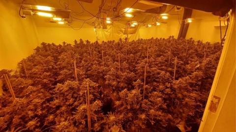Cannabis farm in Harrogate