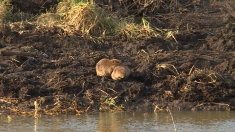 Beavers at Mytishchi, Moscow