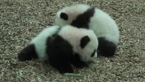 Panda cubs at Atlanta zoo