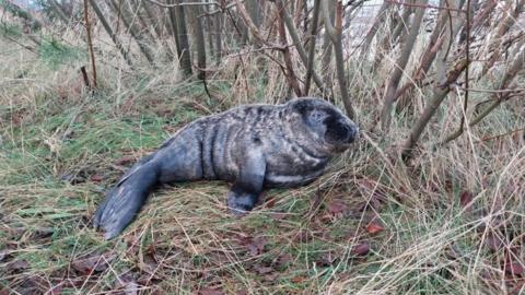 The injured seal beneath the tree