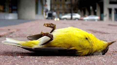 Birds that hit buildings