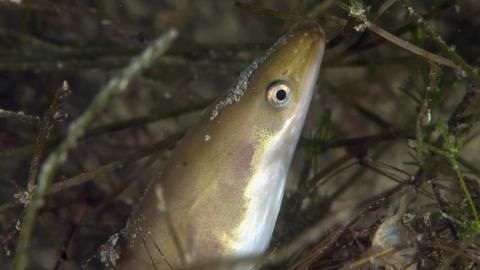 The European eel