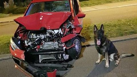 Police dog Vinnie with the crashed car