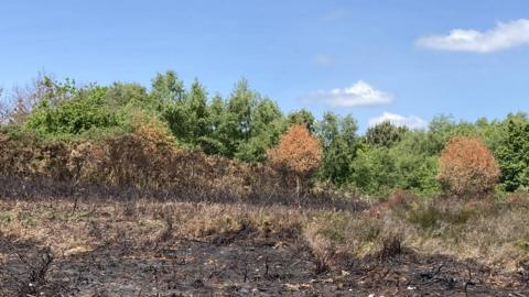 The Bourne Valley Nature Reserve after the fires.