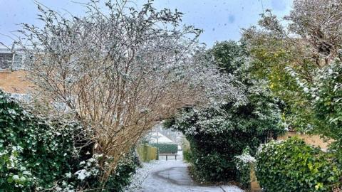 Green bushes line a pathway and all are covered in a dusting of snow