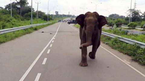 Elephant charges towards car