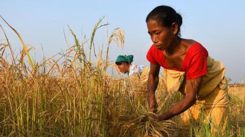 Bodo tribal women harvests paddy in a field in Kokrajhar district of India's north eastern state of Assam on 16 Nov 2021.