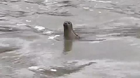 Seal in River Nene, Peterborough