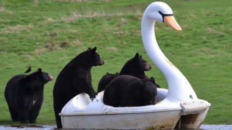 Black bears crowd on to a pedalo in the shape of a white swan