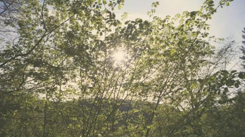 Trees at Castell Coch