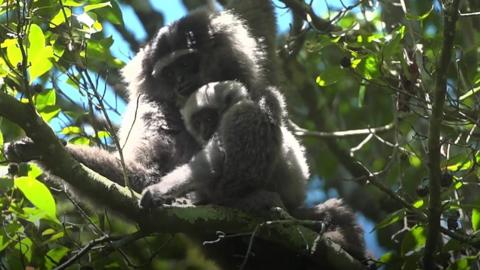 A baby gibbon and its mother