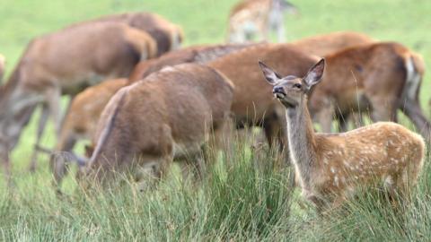 A herd of fallow dear