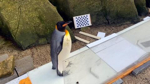 Penguin standing on plastic platform