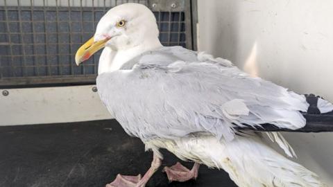 The seagull that was rescued from the building