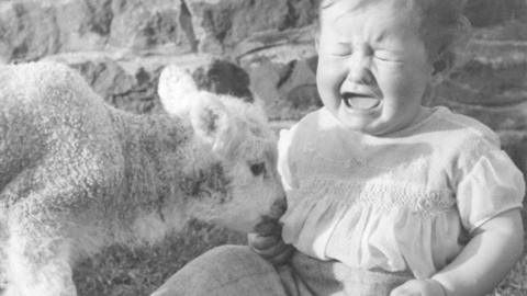 A toddler not enjoying the attention of a young lamb